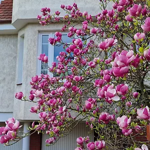 apartament-magnolia.sopothotels.com/